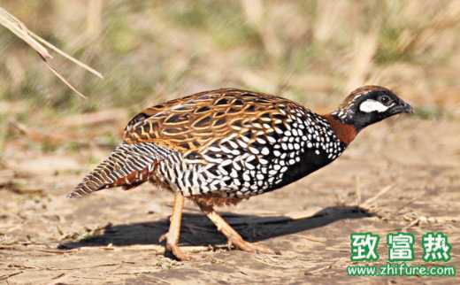 鷓鴣的營養價值和功效 鷓鴣生活棲息的環境