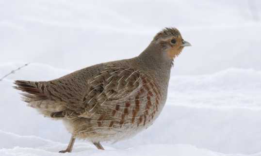 鷓鴣的營養(yǎng)價(jià)值和功效 鷓鴣生活棲息的環(huán)境