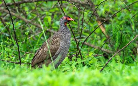 鷓鴣的營養(yǎng)價(jià)值和功效 鷓鴣生活棲息的環(huán)境