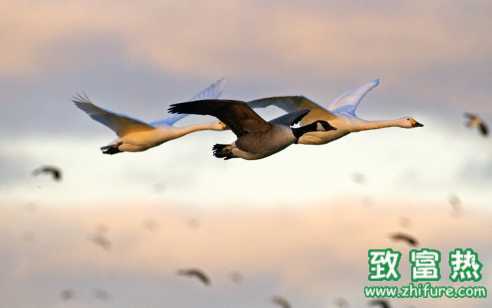 大雁的營(yíng)養(yǎng)價(jià)值和功效 大雁肉的食用禁忌