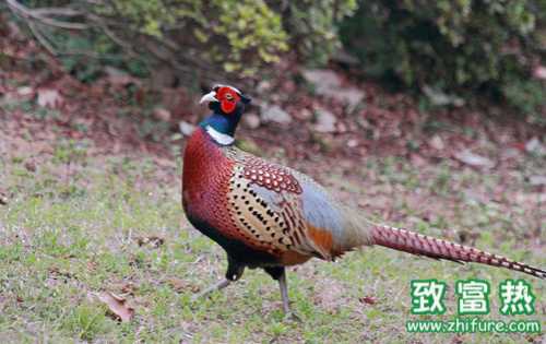 野雞的營養價值和功效 野雞肉的食用禁忌