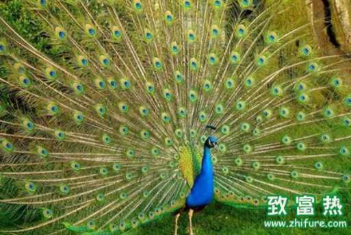 開屏的是雌性孔雀還是雄性孔雀 孔雀開屏有什么含義