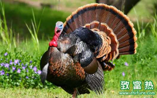火雞的營養價值和功效 火雞肉如何做菜