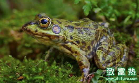 青蛙的營養價值和功效 青蛙肉能否過多食用