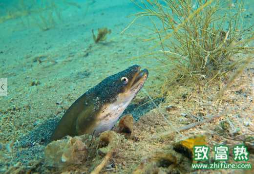 鰻魚的營(yíng)養(yǎng)價(jià)值和功效 如何選購新鮮美味的活鰻魚