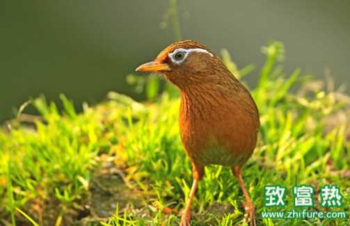 畫眉鳥脫毛怎么辦 畫眉鳥如何喂飼料