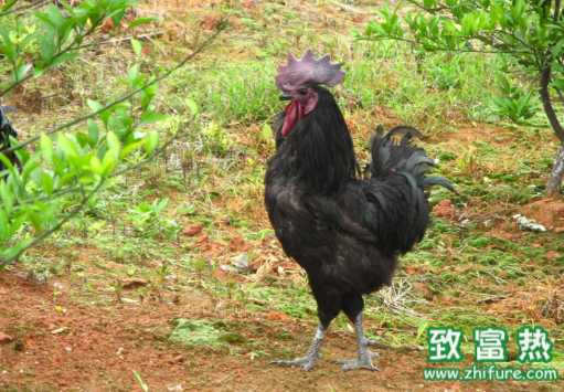 綠殼蛋雞的營養(yǎng)價值 綠殼雞蛋真的比其他雞蛋好嗎