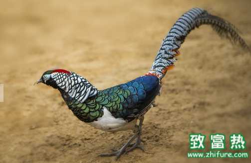 紅腹錦雞屬于鳥類嗎 養殖紅腹錦雞需要什么手續