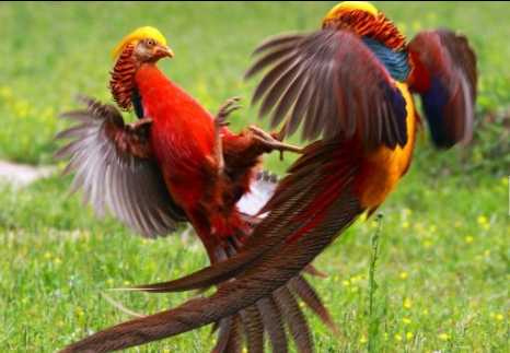 紅腹錦雞屬于鳥類嗎 養殖紅腹錦雞需要什么手續