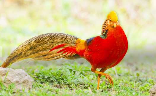 紅腹錦雞屬于鳥類嗎 養殖紅腹錦雞需要什么手續