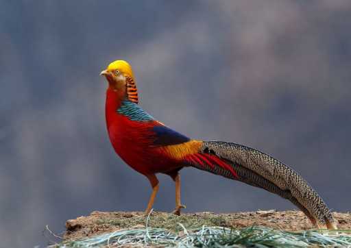 紅腹錦雞屬于鳥類嗎 養殖紅腹錦雞需要什么手續