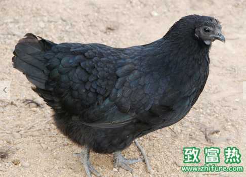 烏雞的營養(yǎng)價值和功效 食用烏雞的禁忌