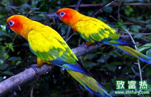 鸚鵡的壽命大概多長 鸚鵡喂食需要注意什么