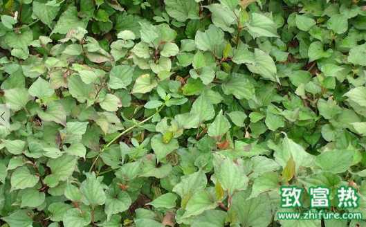 魚腥草的營養價值和功效 魚腥草的選購方法