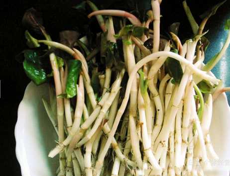 魚腥草的營養價值和功效 魚腥草的選購方法