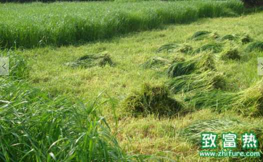 什么樣的牧區最適合種牧草 選擇什么樣的牧草最經濟