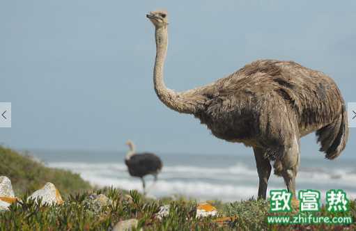 鴕鳥肉的營養(yǎng)價(jià)值 鴕鳥的經(jīng)濟(jì)和食用價(jià)值