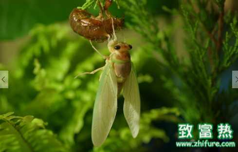 金蟬的營養價值和功效 金蟬的做法