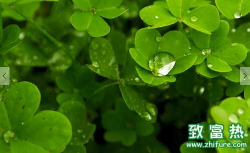 三葉草的營養(yǎng)價值和功效 哪些體質(zhì)的人適合或者不適宜食用三葉草