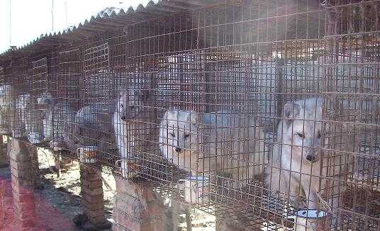 2017養狐貍賺錢嗎？2017養狐貍前景及市場價格行情分析