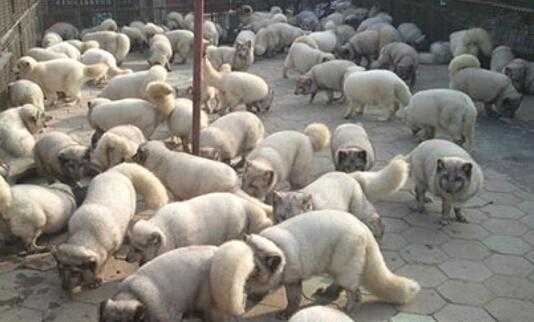 2017養狐貍賺錢嗎？2017養狐貍前景及市場價格行情分析