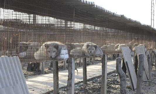 2017養狐貍賺錢嗎？2017養狐貍前景及市場價格行情分析