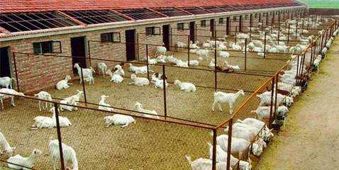 2017養狐貍賺錢嗎？2017養狐貍前景及市場價格行情分析