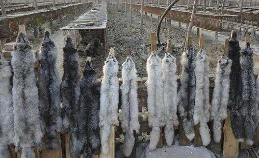 2017養狐貍賺錢嗎？2017養狐貍前景及市場價格行情分析