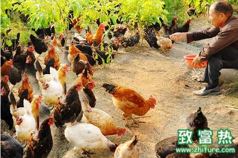 養雞治療白痢病的方法