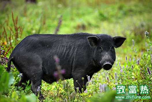 登封黑豬養(yǎng)殖創(chuàng)高價將帶動貧困戶脫貧