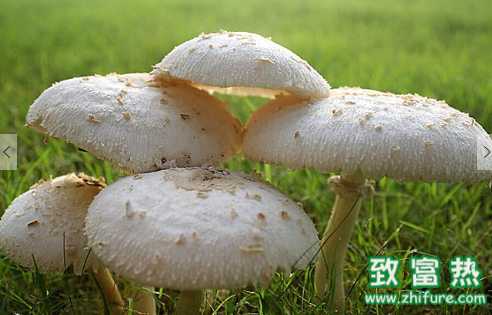 草菇的營養(yǎng)價(jià)值和功效 草菇做法建議