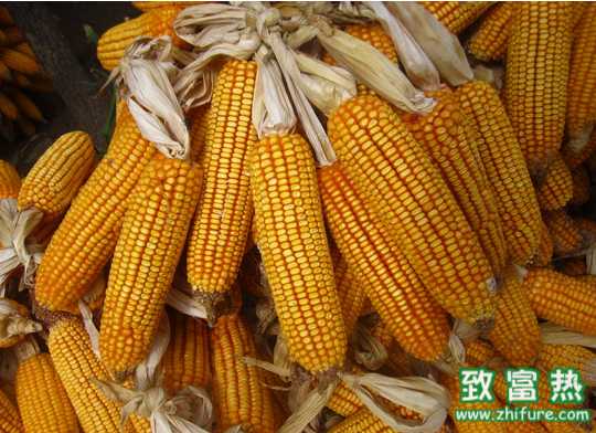 玉米或迎來年前儲備時機