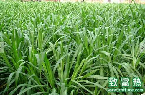 蘇丹草哪時候收割最合適