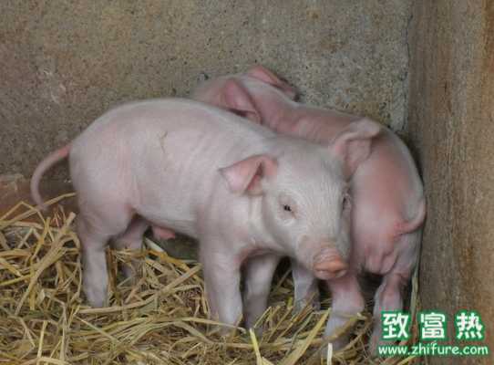 冬季豬群呼吸道病怎么辦