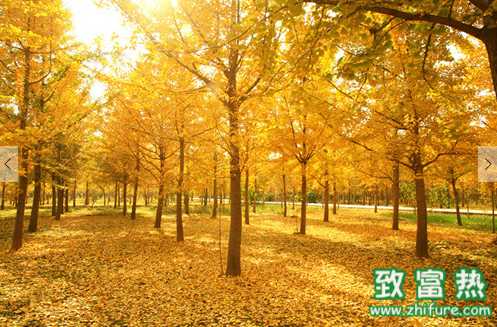 銀杏果的功效與作用 生食或過(guò)多食用白果容易引起中毒