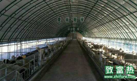 畜禽場除臭有什么好方法