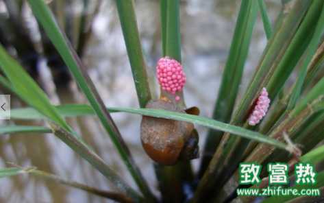 福壽螺的危害 食用福壽螺必須要充分加熱