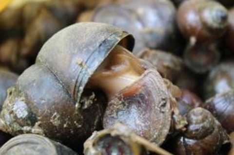 福壽螺的危害 食用福壽螺必須要充分加熱