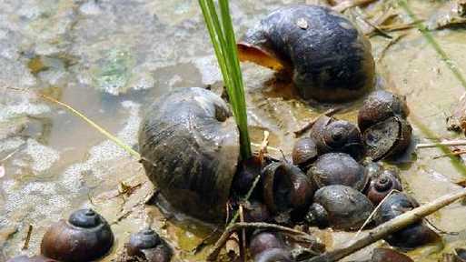 福壽螺的危害 食用福壽螺必須要充分加熱