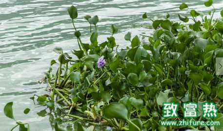 水葫蘆的環(huán)保重要性 水葫蘆過(guò)多該怎么辦