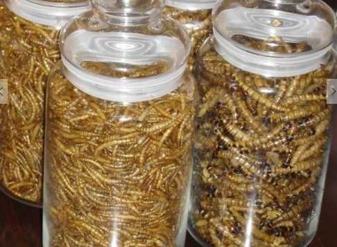 黃粉蟲的部分食用方法 黃粉蟲可以用作飼料喂養動物嗎