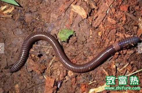 蚯蚓的功效與作用 蚯蚓的采集方法