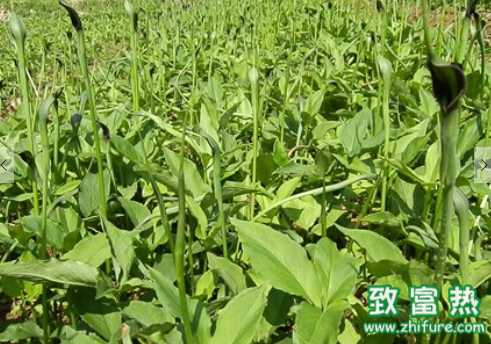 半夏的營養價值和功效 種植半夏最好選什么樣的土地