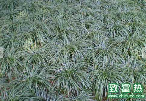 麥冬可以用做綠化植物嗎 麥冬茶可不可以經(jīng)常服用