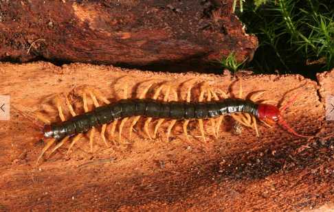 蜈蚣的功效和作用 被蜈蚣咬到后該怎么應急處理