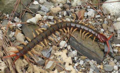 蜈蚣的功效和作用 被蜈蚣咬到后該怎么應急處理