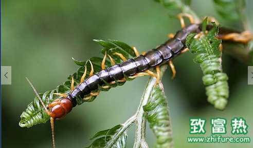 蜈蚣的功效和作用 被蜈蚣咬到后該怎么應(yīng)急處理