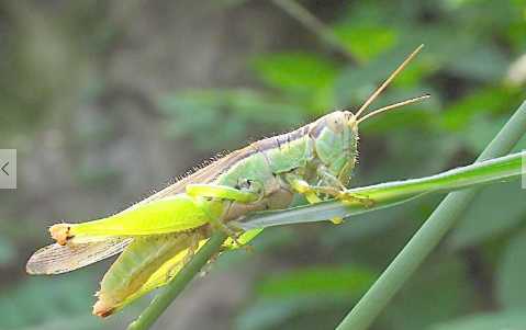 蝗蟲的營養價值和功效 蝗蟲的防治辦法
