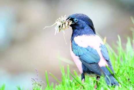 蝗蟲的營養價值和功效 蝗蟲的防治辦法