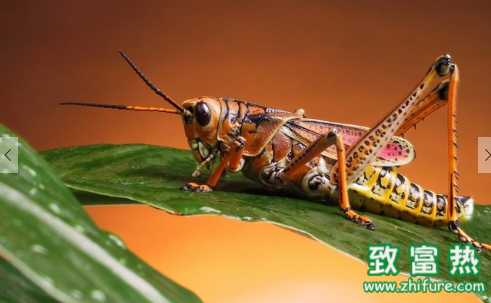 蝗蟲的營養價值和功效 蝗蟲的防治辦法